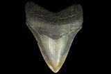 Serrated, Megalodon Tooth - North Carolina #88653-2